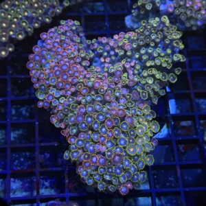 Zoa Rock