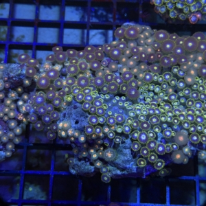 Zoa Rock