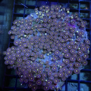 Zoa Rock