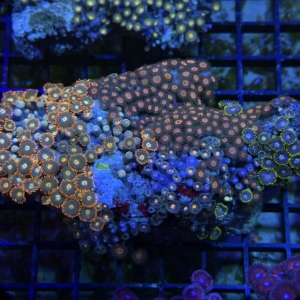 Zoa Rock