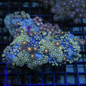 Zoa Rock