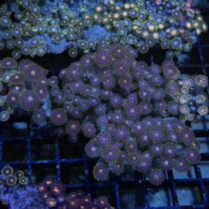 Zoa Rock