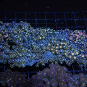 Zoa Rock