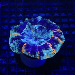 Acanthophyllia