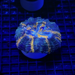 Acanthophyllia