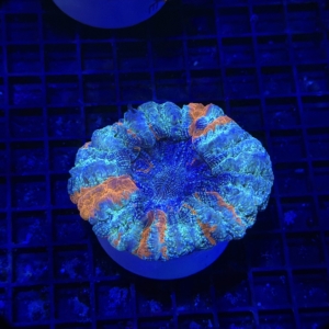 Acanthophyllia