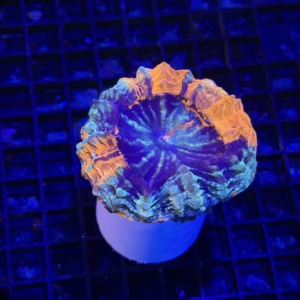 Acanthophyllia