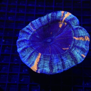 Acanthophyllia