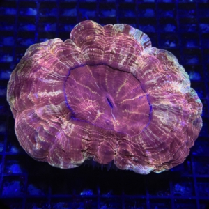 Acanthophyllia