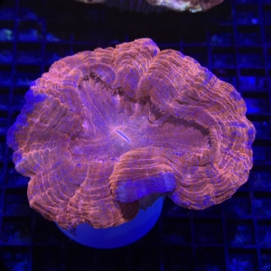 Acanthophyllia