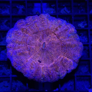 Acanthophyllia