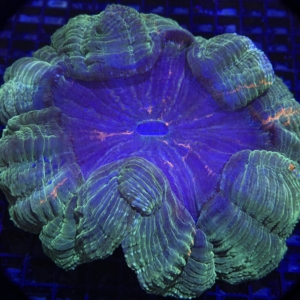 Acanthophyllia