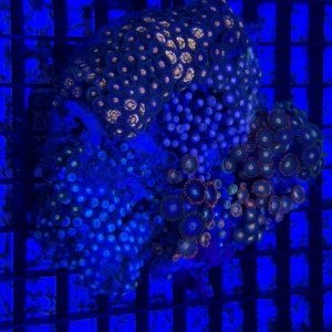 Zoa Rock