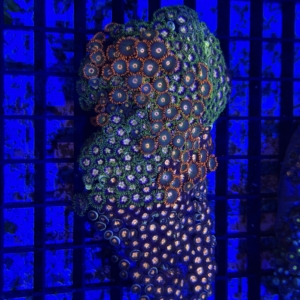 Zoa Rock