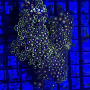 Zoa Rock