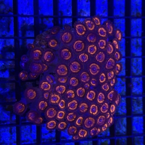 Zoa Rock