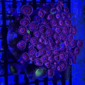 Zoa Rock