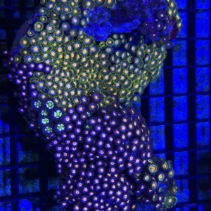Zoa Rock