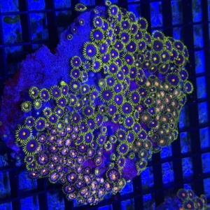 Zoa Rock