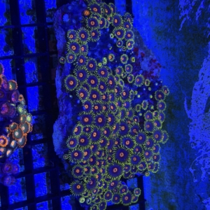Zoa Rock