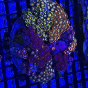 Zoa Rock
