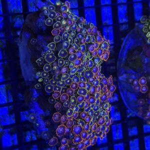 Zoa Rock