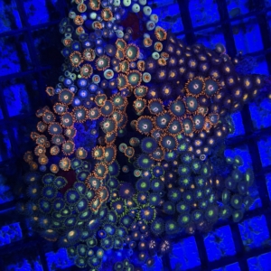 Zoa Rock