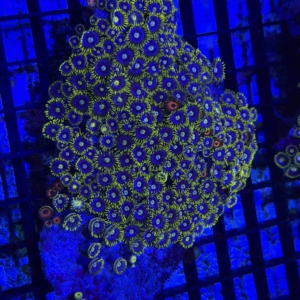 Zoa Rock