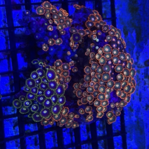 Zoa Rock