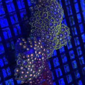 Zoa Rock